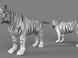 孟加拉虎 白虎C4D模型 Tiger white 3d model