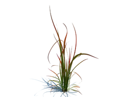 红色男爵白茅植物杂草模型下载imperata cylindrica red baron v1