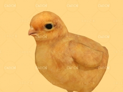 低面小鸡绑定动画C4D模型 chick