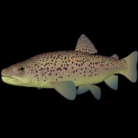 海洋鱼模型：布朗鳟鱼3D模型 Brown trout