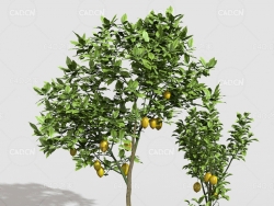 两棵柠檬树盆景C4D模型 Cyberbrush - Two lemon trees