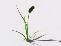 提摩西草猫尾草植物C4D模型 timothy-grass-a1