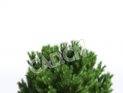 C4D樟子松松树苏格兰松长白松模型 Pinus sylvestris 3d model