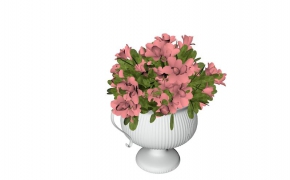 盆栽花