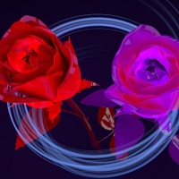 华丽的玫瑰花C4D模型 Rose
