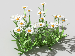 雏菊马兰头花延命菊春菊太阳菊花卉植物C4D模型 daisy-c 3d model