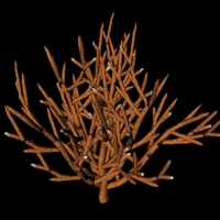 珊瑚树C4D模型 Coral tree