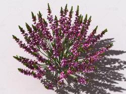 石南花植物C4D模型 heather-3
