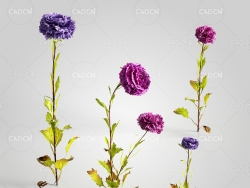 翠菊江西腊七月菊格桑花C4D模型 Aster 3d model