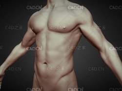 肌肉男性身体C4D模型 Male body