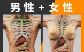 人体器官肌肉骨骼内脏精细3D模型(C4D+Max)