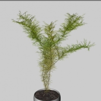 绿色盆景植物C4D模型 Green plants