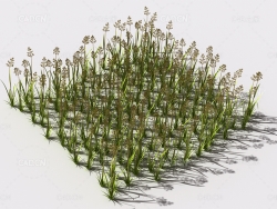 弯腰草植物C4D模型 pattern_bent-grass-1