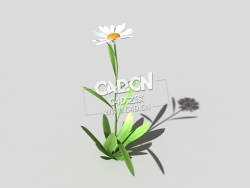 雏菊马兰头花延命菊春菊太阳菊花卉植物C4D模型 daisy-d 3d model