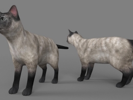缅甸猫C4D模型 Burmese cat 3d model