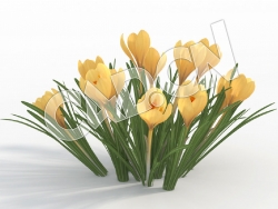 C4D黄色藏红花模型 Crocus_I