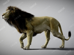 行走的雄狮非洲狮C4D绑定模型 lion