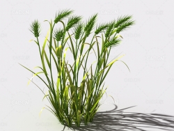 小麦植物C4D模型 wheat-a1