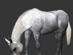 灰色的马C4D模型 horse
