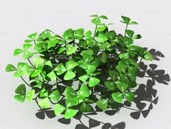 酸浆草酸酸草斑鸠酸三叶酸酸咪咪钩钩草植物C4D模型 oxalis-a1