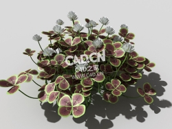青铜色的荷兰四叶草植物C4D模型 bronze-clover-e 3d model
