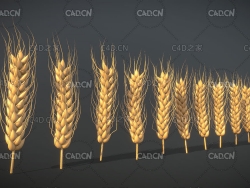 10朵小麦麦穗C4D模型 Wheat ears 3d model
