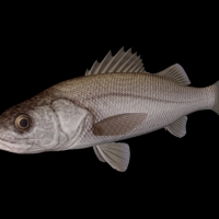 海洋鱼模型：鲈鱼3D模型 Japanese Sea Perch