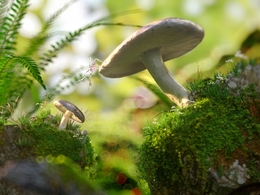 森林里的蘑菇场景C4D模型 Mushroom Octane and Cinema 4D