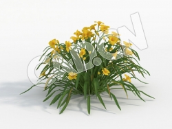 C4D大苞萱草黄花模型 Hemerocallis_G