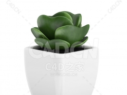 C4D多内植物观音莲金钱木办公室客厅盆栽绿植模型