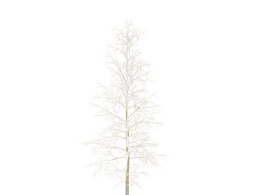 冬天的树木C4D模型 Trees in winter