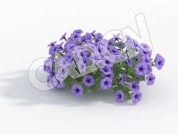C4D多株蓝色矮牵牛花模型 Petunia_G