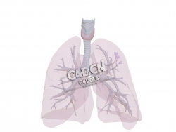 人体肺部呼吸道气道解剖C4D模型下载 Anatomy of the airways