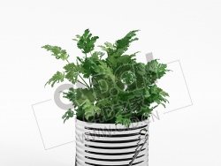 铁桶调味植物蔬菜水芹C4D模型 Water celery