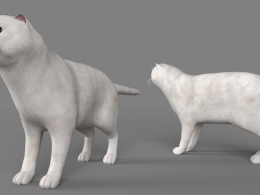 白猫 波斯猫 短毛猫C4D模型 Exotic Shrt Hair cat 3d model
