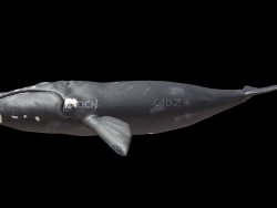 蓝鲸座头鲸C4D动画模型 Humpback whales