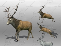 雄鹿C4D绑定动画模型 Stag Animated VR / AR / low-poly 3d model