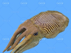 乌贼C4D绑定动画模型 cuttlefish c4d model