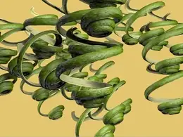 C4D果皮卷动画工程 Peel