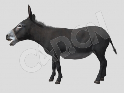 小毛驴C4D动画模型 Donkey