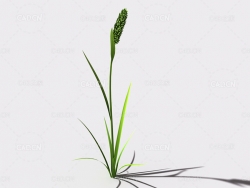 提摩西草猫尾草植物C4D模型 timothy-grass-a2