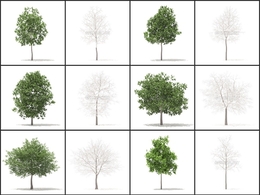 54套春冬季节树木C4D模型合集 Trees 3D Models Collection