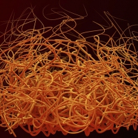 C4D R15参数随机样条曲线生成插件 Umami v.1.0