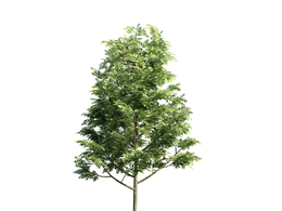 景观树木：花楸树三维模型plant-2