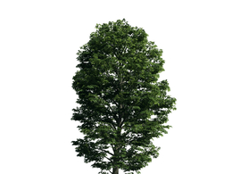 景观树木：橡树三维模型plant-54