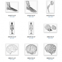 Human Anatomy Models 人体解剖模型