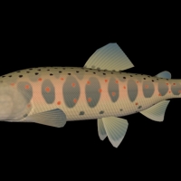 海洋动物模型：鱼3D模型 Amago