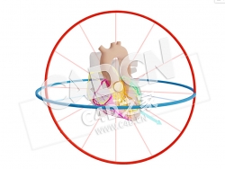 C4D心脏腔室激活和干扰的载体模型 Vectoren van de Kamer Activatie en Afleidingen-1