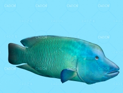 海洋鱼波纹唇鱼C4D绑定模型 napoleon fish