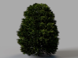 柏树 侧柏 景观树C4D模型 Cypress 3d model